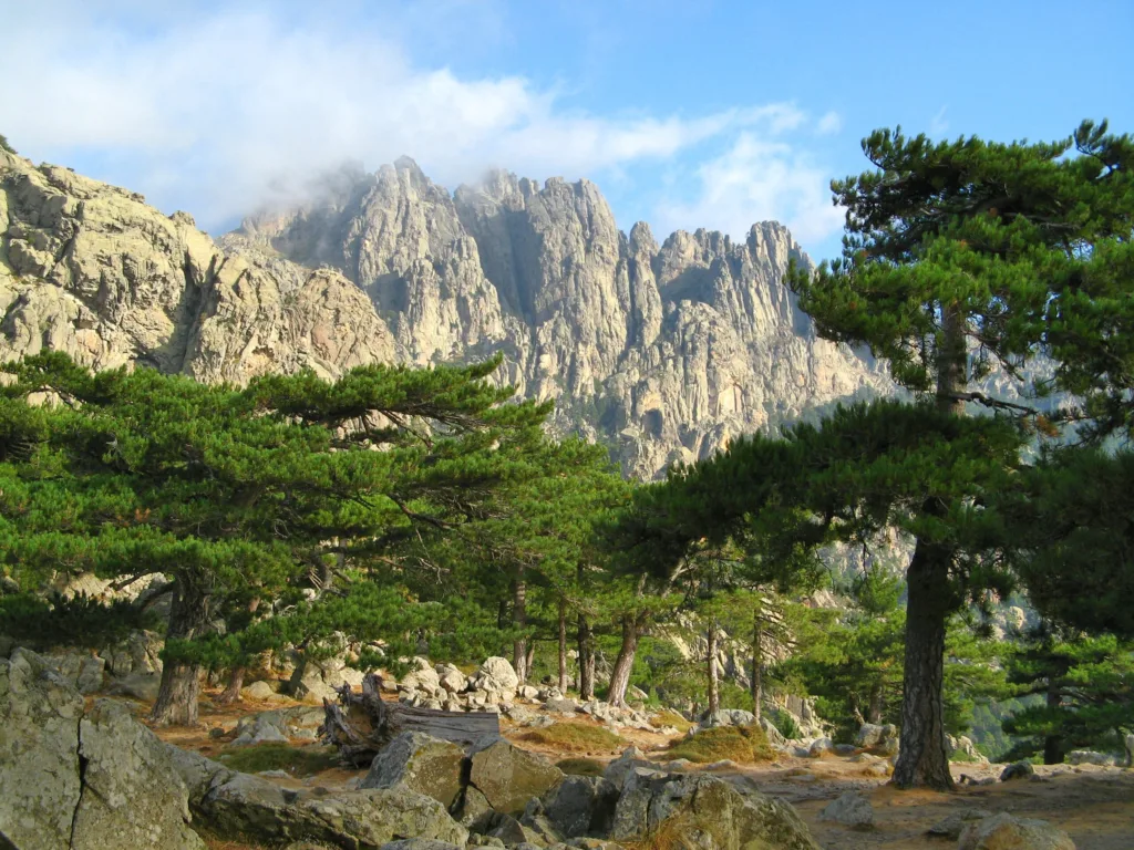 Aiguilles de granit de Bavella au-dessus des pins laricio, vues depuis le col