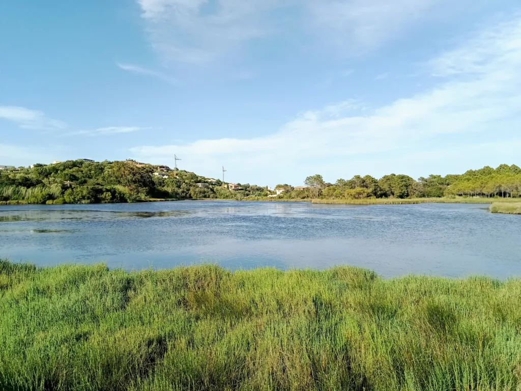 L'étang de Pinarellu bordé de roseaux et de pins, derrière la plage de la pinède