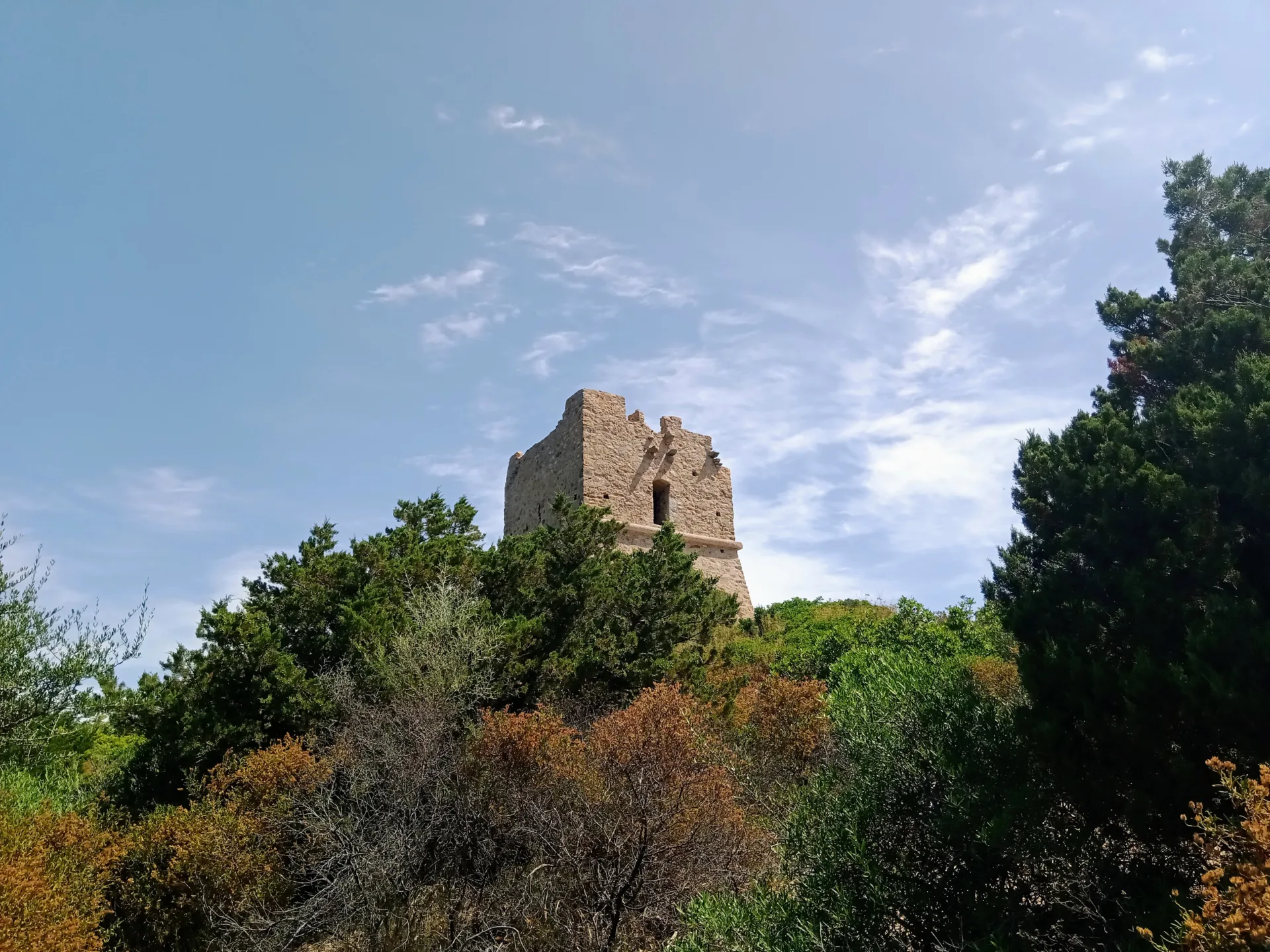 La tour génoise carrée de Pinarellu, en partie ruinée, dépassant du maquis au sommet de l'île